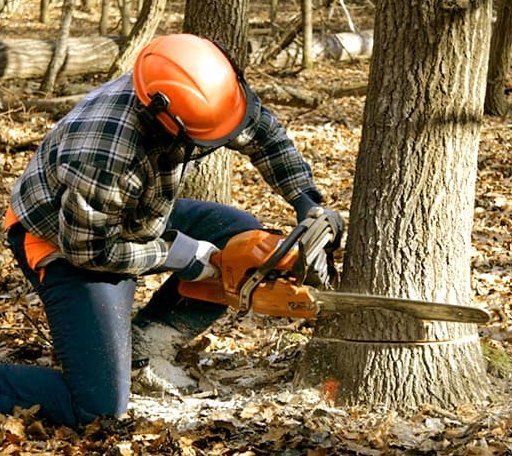 Tree Removal in Kyle, SD